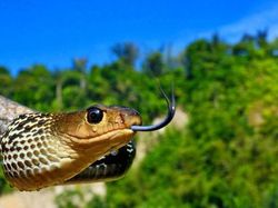 Terpesona Melihat Bola Mata Hewan dari Dekat