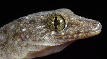 Ia berkeliling dunia mendatangi negara-negara tropis seperti Filipina hingga Madagaszcar untuk mengabadikan berbagai satwa liar. (Foto: Daniel Heuclin)