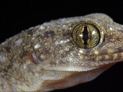 Terpesona Melihat Bola Mata Hewan dari Dekat