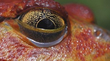 Dirinya mengkhususkan diri sebagai fotografer hewan-hewan reptil dan amfibi. (Foto: Daniel Heuclin)