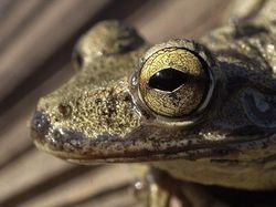 Terpesona Melihat Bola Mata Hewan dari Dekat