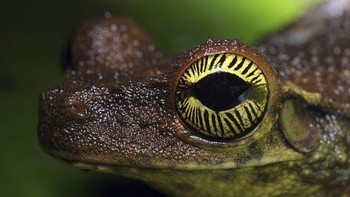 Karya foto yang paling mengesankan adalah ketika ia mengabadikan secara close-up bagian mata hewan-hewan tersebut. (Foto: Daniel Heuclin)