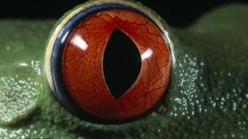 Saya terpesona melihat keindahan mata ini meski aneh tapi begitu memikat dan menarik, ujar Heuclin yang dikutip detikINET dari Dailymail. (Foto: Daniel Heuclin)