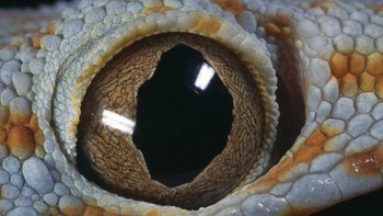 Diceritakannya butuh beberapa menit untuk mengambil foto-fotonya dan juga kesabaran tinggi untuk mendapatkan momen yang pas. (Foto: Daniel Heuclin)