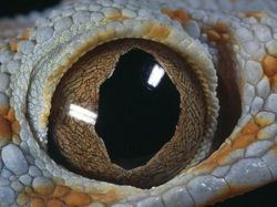 Terpesona Melihat Bola Mata Hewan dari Dekat