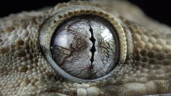 Gambar favoritku adalah mata bunglon - tekstur dan palet warna di ruang kecil begitu menakjubkan, katanya. (Foto: Daniel Heuclin)