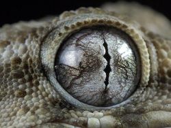 Terpesona Melihat Bola Mata Hewan dari Dekat