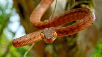 Tatapan tajam dari mata ular. (Foto: Daniel Heuclin)