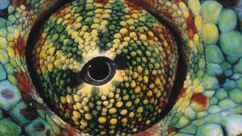 Daniel Heuclin adalah seorang fotografer profesional khusus satwa liar asal Perancis. (Foto: Daniel Heuclin)