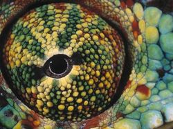 Terpesona Melihat Bola Mata Hewan dari Dekat