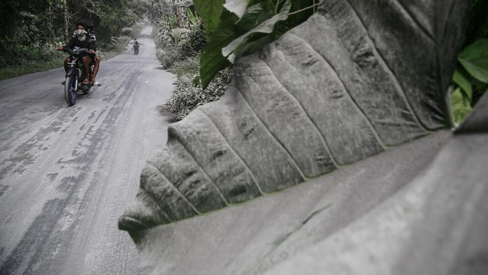 Pengendara sepeda motor melintas di jalan umum yang tertutup abu vulkanik dampak erupsi Gunung Ibu di Desa Tobaro, Kabupaten Halmahera Barat, Maluku Utara,Rabu (15/1/2025). Erupsi Gunung Ibu pada Rabu (15/1) pukul 07.11 WIT dengan semburan abu vulkanik setinggi 4.000 dari atas puncak menyebabkan sejumlah desa di Kecamatan Ibu Utara mengalami hujan abu, sementara gunung tersebut masih menunjukkan peningkatan aktivitas dan PVMBG menaikan status Gunung Ibu dari Siaga Level III menjadi Awas Level IV.