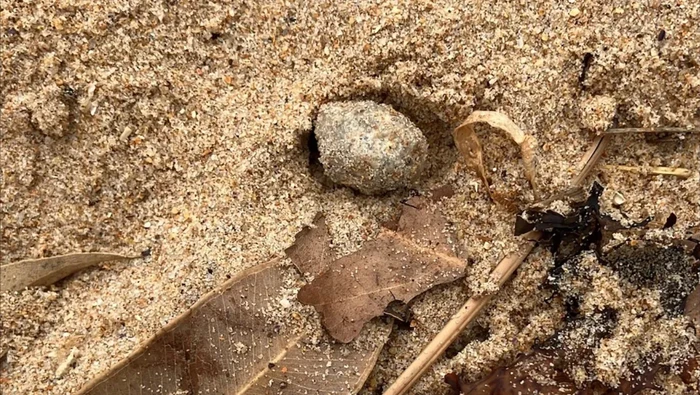 Benda misterius di pantai Australia