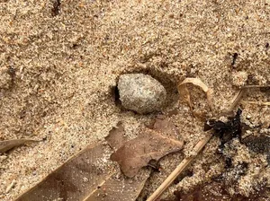 Bola-bola Misterius Kembali Teror Pantai Australia