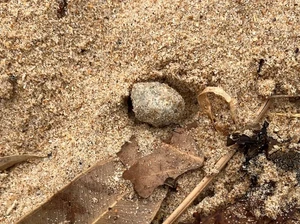 Bola-bola Misterius Kembali Teror Pantai Australia