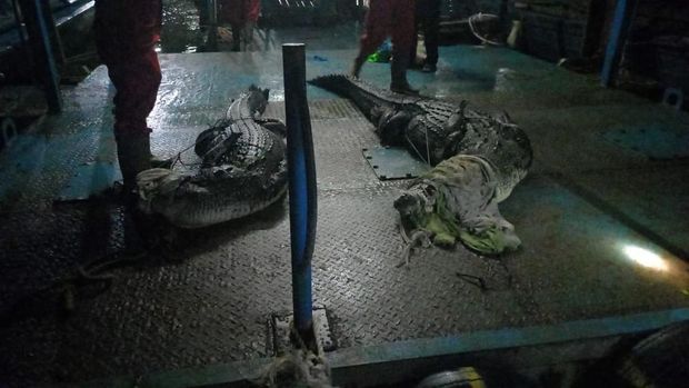 Dua buaya yang lepas dari penangkaran di Batam kembali ditangkap