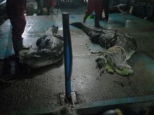 DPRD Batam Ungkap PT PJK Tak Tahu Jumlah Buaya Lepas Usai Penangkaran Jebol