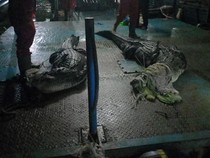 5 Buaya yang Lepas dari Penangkaran di Batam Ditangkap