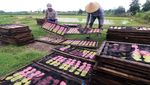 Intensitas Hujan Tinggi, Produksi Kerupuk Upil Turun di Kediri