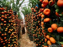 Jelang Imlek Penjual Pohon Jeruk Laris Manis
