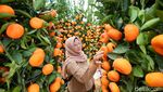 Jelang Imlek Penjual Pohon Jeruk Laris Manis