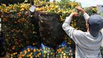 Jelang Imlek Penjual Pohon Jeruk Laris Manis