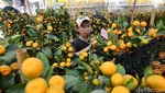 Jelang Imlek Penjual Pohon Jeruk Laris Manis