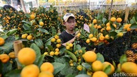 Pekerja menata pohon jeruk yang akan dikirim.