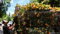 Puluhan pohon jeruk siap dikirim ke pelanggan.