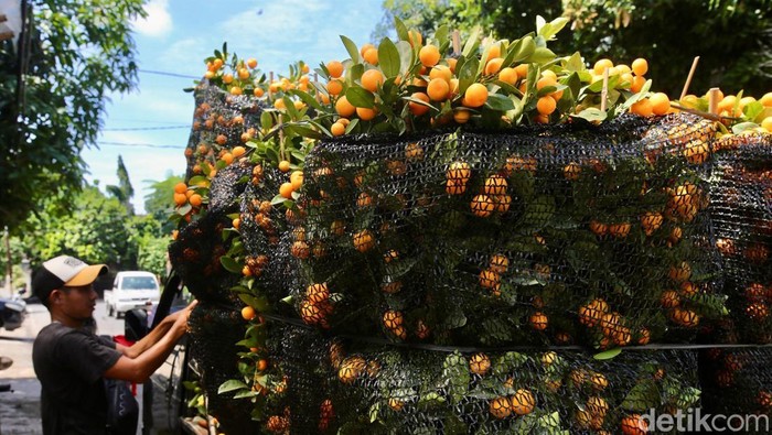 Jelang Imlek Penjual Pohon Jeruk Laris Manis Pohon jeruk diyakini oleh masyarakat Tionghoa sebagai lambang keberuntungan. Jelang Imlek, pohon jeruk pun ramai diburu pembeli.