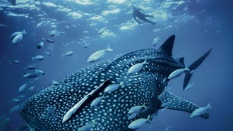 Para Hewan Raksasa Penghuni Laut yang Menakjubkan