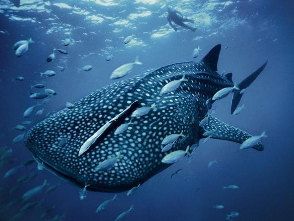 Para Hewan Raksasa Penghuni Laut yang Menakjubkan