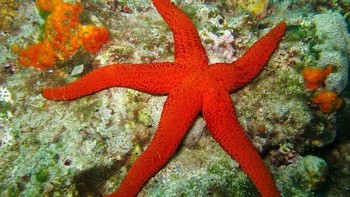 Bintang laut raksasa (Pisaster giganteus) memiliki duri yang menutupi seluruh tubuhnya. Mereka tinggal di lepas pantai California. Makhluk besar ini dapat meregenerasi atau menumbuhkan kembali anggota badannya. Foto: National Geographic via News Beezer  