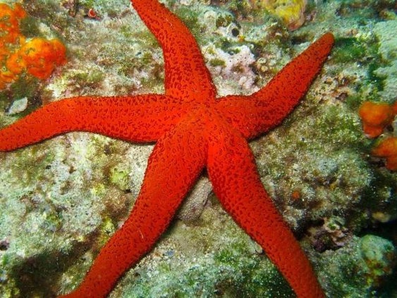 Melihat Penghuni Lautan Hewan Raksasa yang Menakjubkan