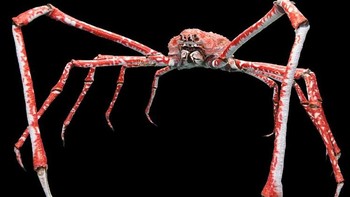 Kepiting laba-laba Jepang (Macrocheira kaempferi) memiliki rangka luar yang keras untuk melindunginya dari pemangsa. Ukuran tubuh kepiting laba-laba Jepang ini mencapai tiga meter. Biasanya, kepiting laba-laba Jepang biasanya menyatu dengan dasar laut, baik di bawah bunga karang atau biota laut lainnya yang terkadang menghiasi cangkangnya. Foto: National Geographic via News Beezer  