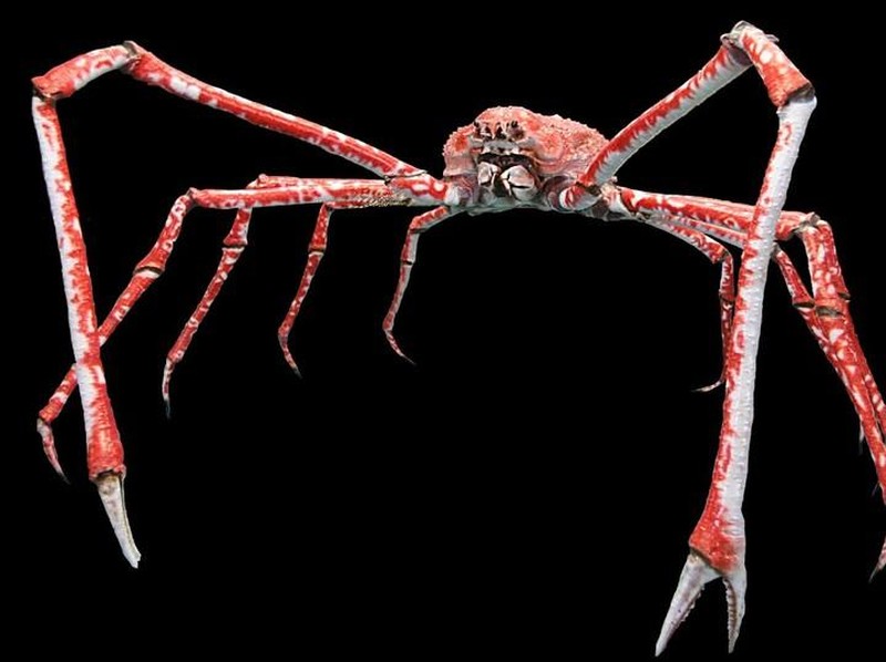 Melihat Penghuni Lautan Hewan Raksasa yang Menakjubkan