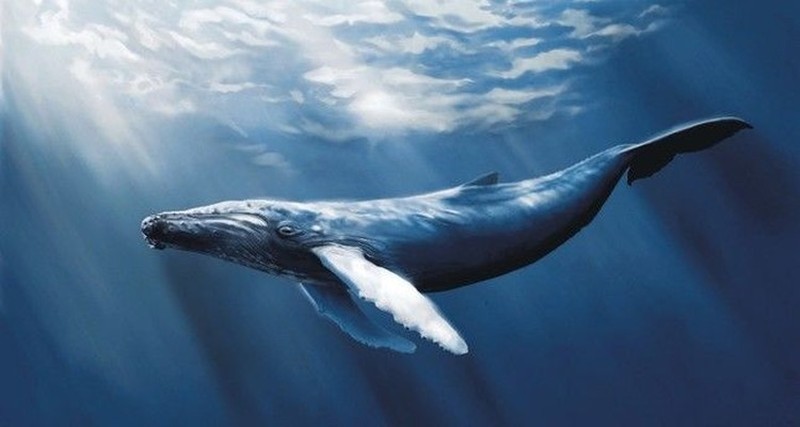 Melihat Penghuni Lautan Hewan Raksasa yang Menakjubkan