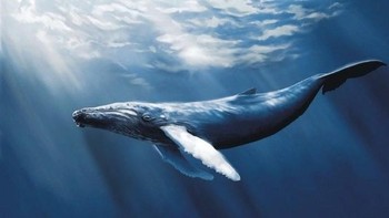 Paus biru (Balaenoptera musculus) adalah mamalia terbesar di dunia. Seekor bayi paus biru saja bisa membuat orang dewasa terlihat sangat kecil. Saat lahir, paus biru bisa mencapai panjang 7,6 meter dan berat tiga ton. Paus biru bisa mencapai 200 ton saat dewasa. Foto: National Geographic via News Beezer  