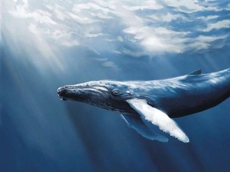 Melihat Hewan Raksasa Penghuni Laut yang Menakjubkan