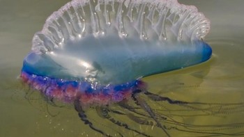 Man-of-War (Physalia Physalis) sering disamakan dengan ubur-ubur. Hewan ini hidup dalam kolonisasi, dan rata-rata memiliki tentakel dengan panjang 10 meter bahkan ada yang mencapai 50 meter. Foto: National Geographic via News Beezer  
