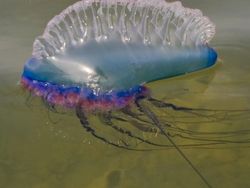 Melihat Hewan Raksasa Penghuni Laut yang Menakjubkan