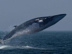 Melihat Hewan Raksasa Penghuni Laut yang Menakjubkan
