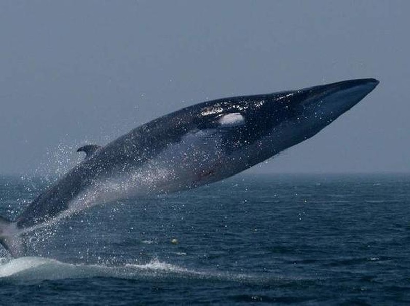 Melihat Penghuni Lautan Hewan Raksasa yang Menakjubkan
