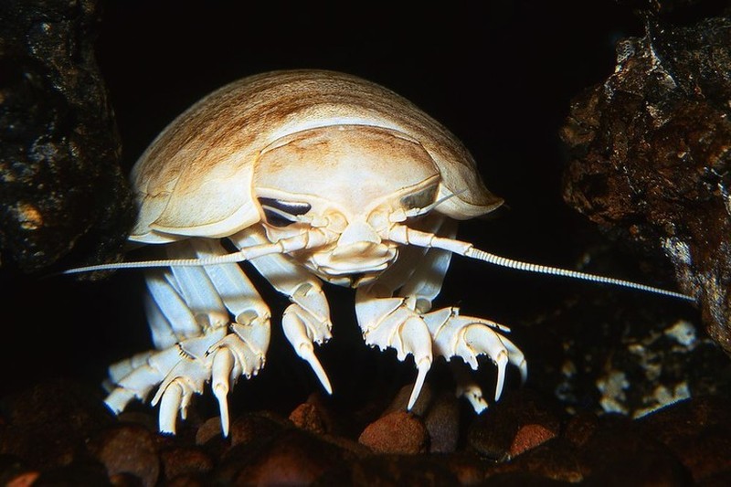 Melihat Penghuni Lautan Hewan Raksasa yang Menakjubkan