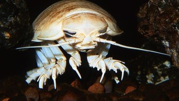 Kutu laut aksasa (Bathynomus) memiliki hubungan erat dengan udang dan kepiting. Makhluk ini biasanya hidup di dasar laut dan memiliki tubuh yang besar. Foto: National Geographic via News Beezer  
