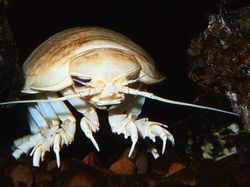 Melihat Hewan Raksasa Penghuni Laut yang Menakjubkan