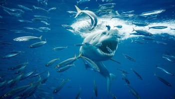 Hiu putih besar (Carcharodon carcharias), merupakan pemangsa terbesar di Bumi. Ikan yang menyeramkan ini punya panjang tubuh 4,6 meter bahkan bisa lebih panjang lagi. Mereka adalah predator bagi hewan-hewan laut, seperti singa laut, anjing laut dan ikan paus bergigi kecil. Foto: National Geographic via News Beezer  