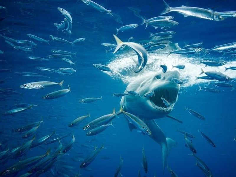 Melihat Penghuni Lautan Hewan Raksasa yang Menakjubkan