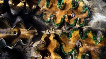 Kima raksasa (Tridacna) adalah moluska terbesar di Bumi. Hewan ini bisa memiliki panjang 1,2 meter dan berat 227 kg. Hebatnya, mereka bisa hidup di alam liar selama lebih dari seratus tahun. Foto: National Geographic via News Beezer  