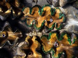 Melihat Hewan Raksasa Penghuni Laut yang Menakjubkan