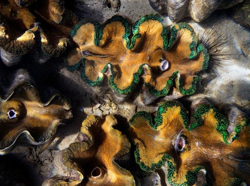 Melihat Penghuni Lautan Hewan Raksasa yang Menakjubkan